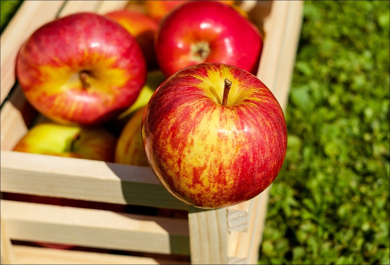 사과 칼로리 사과 영양성분 사과 껍질 채 먹어야되는 이유