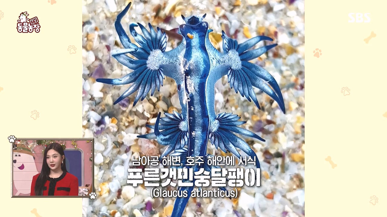 TV 동물농장.E1153.240108p-NEXT.mp4_20240107_170535.772.jpg