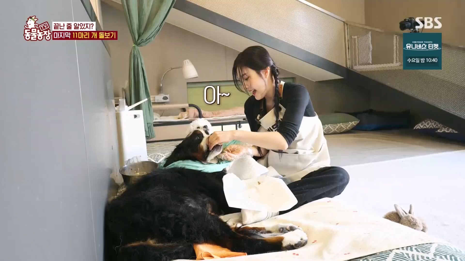 TV 동물농장.E1148.231203p.H264-F1RST.mp4_20231203_181444.885.jpg