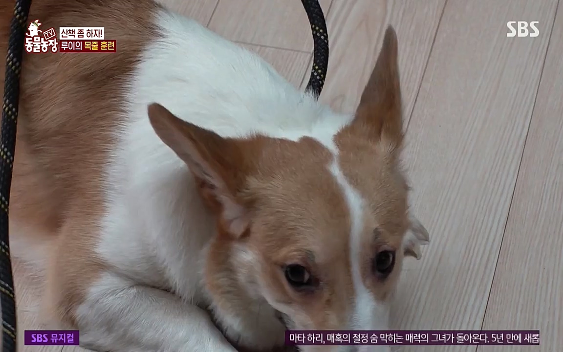 TV 동물농장.E1068.220509p-NEXT.mp4_20220508_173815.811.jpg