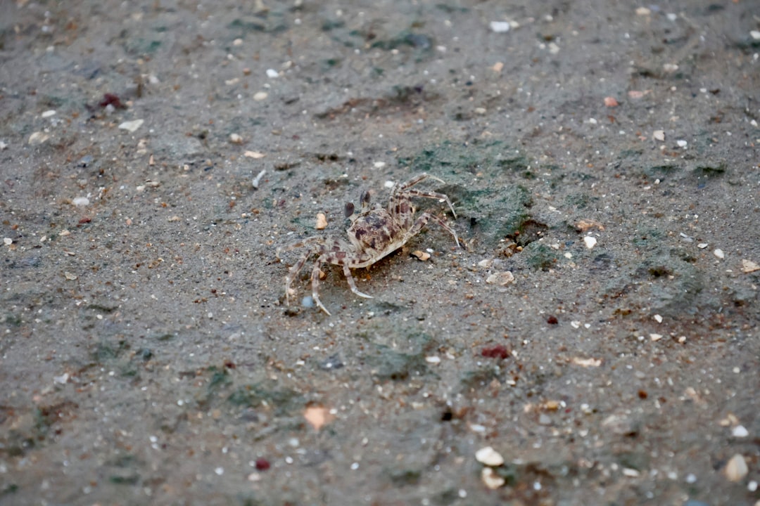 Snow crab