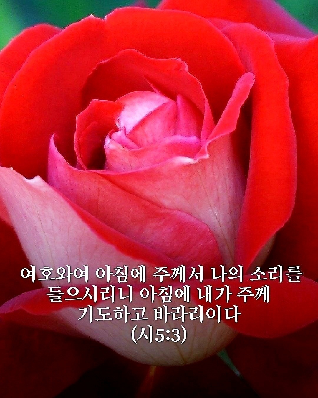 모란 이미지