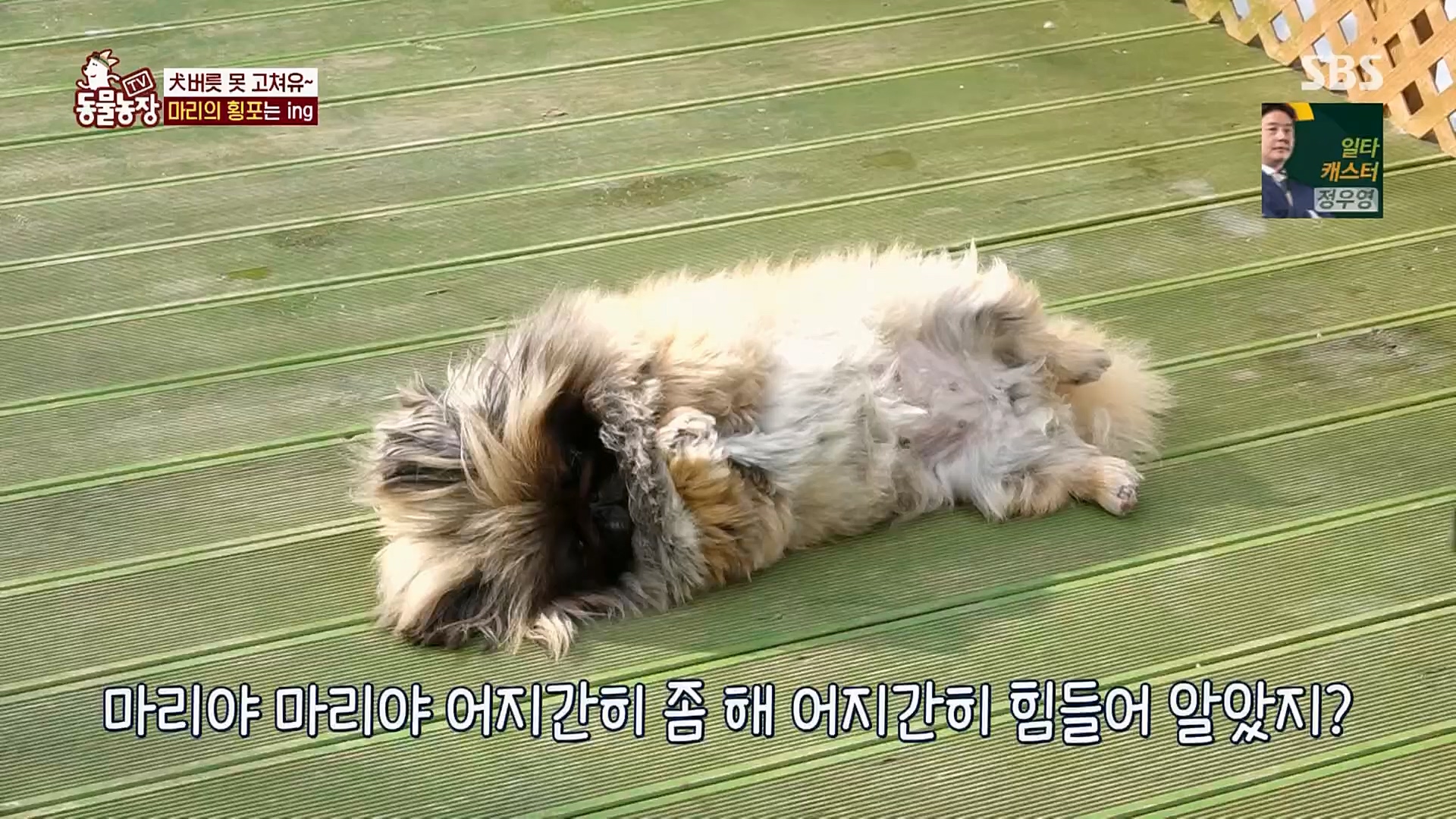 TV 동물농장.E1110.230305p.H264-F1RST.mp4_20230305_183159.803.jpg