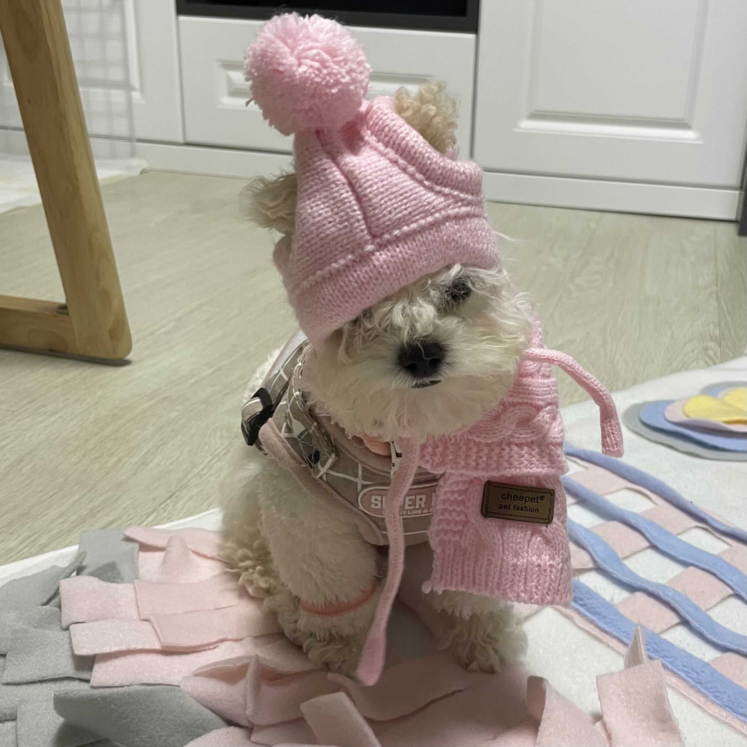  패션퍼피 마늘이c