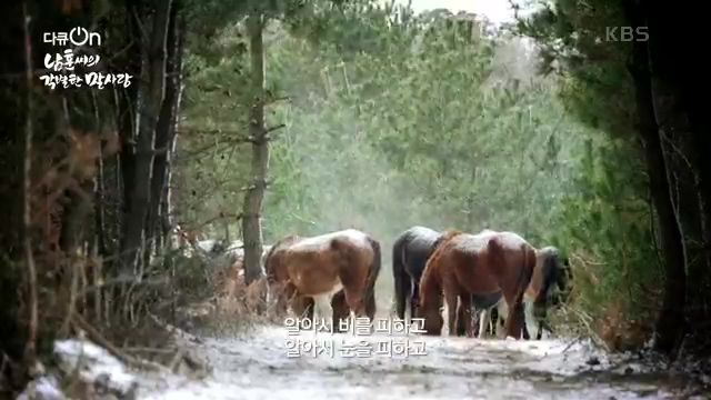 [189회] 다큐온 - KBS남훈 씨의 각별한 말 사랑] 연평균 1400여 마리의 경주마들이 경마장을 떠나 퇴역 경주마가 된다.ts_20230330_211001.261.jpg