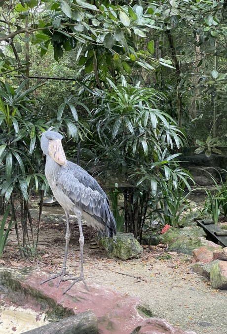 주롱 새 공원 Jurong Bird Park