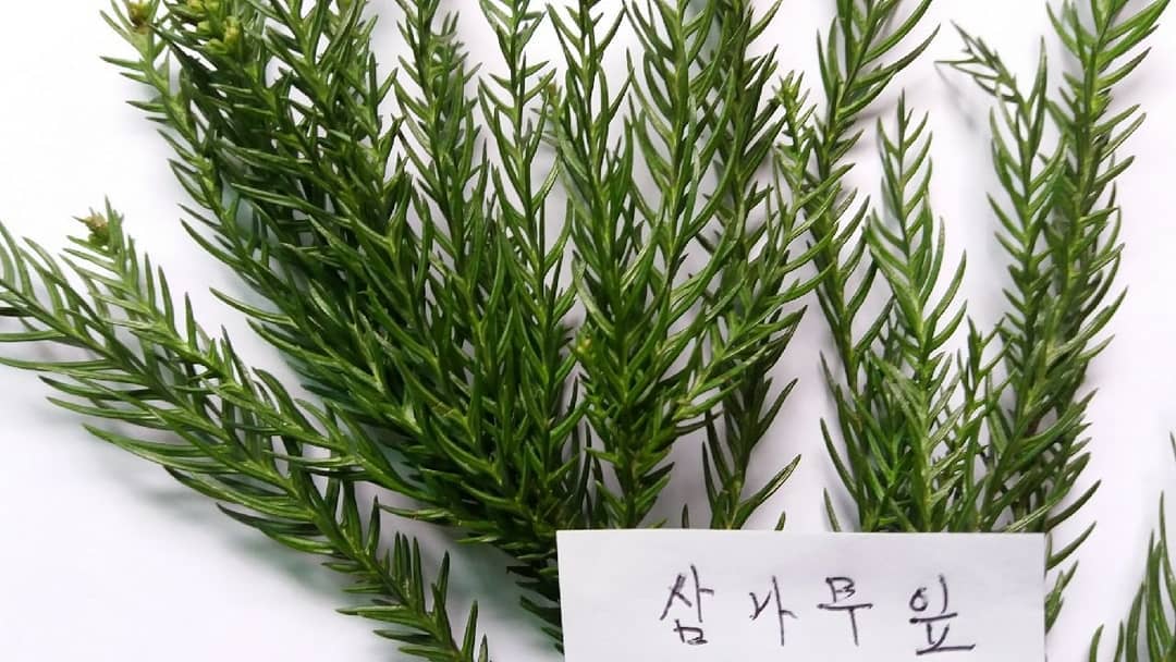  삼나무와 편백나무 쉽게 구분하는 방법