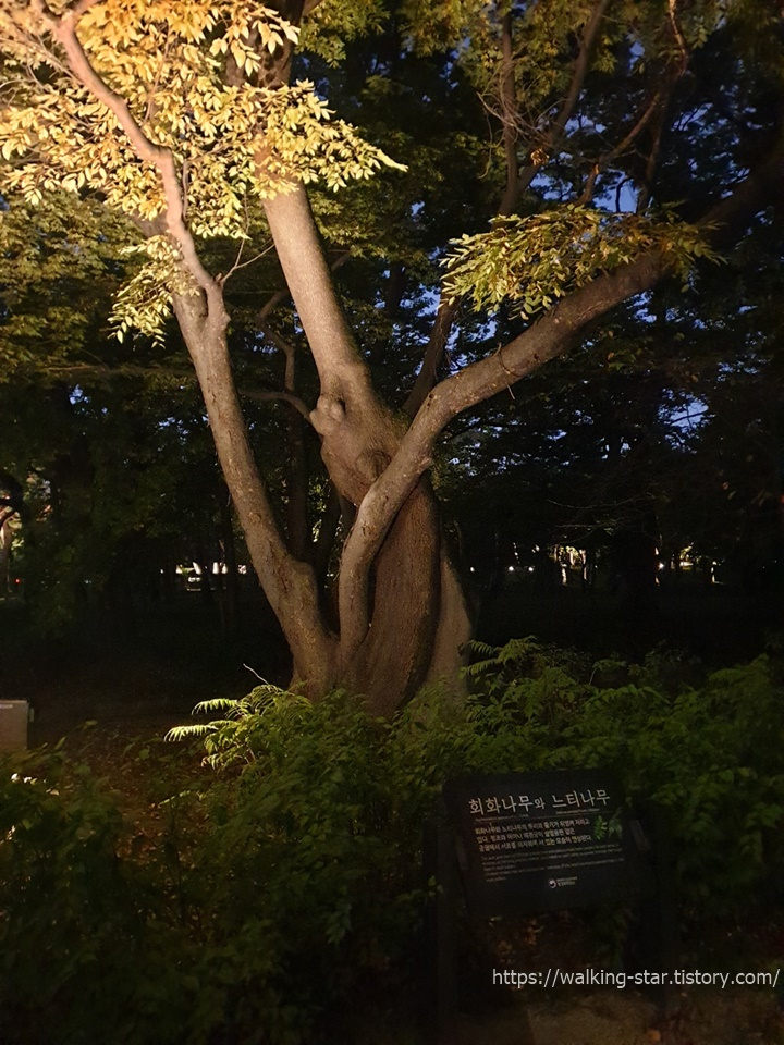 창경궁-회화나무와-느티나무