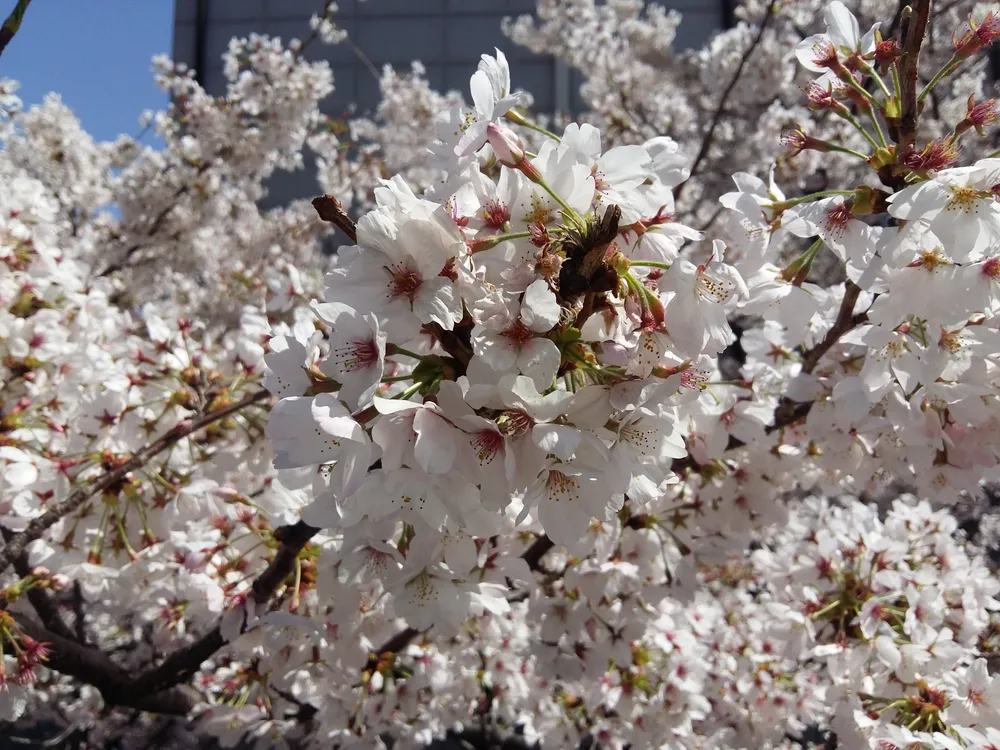 2024 벚꽃 개화 시기 벚꽃 꽃봉오리 만개 개화 절정 진해 군항제 벚꽃 축제