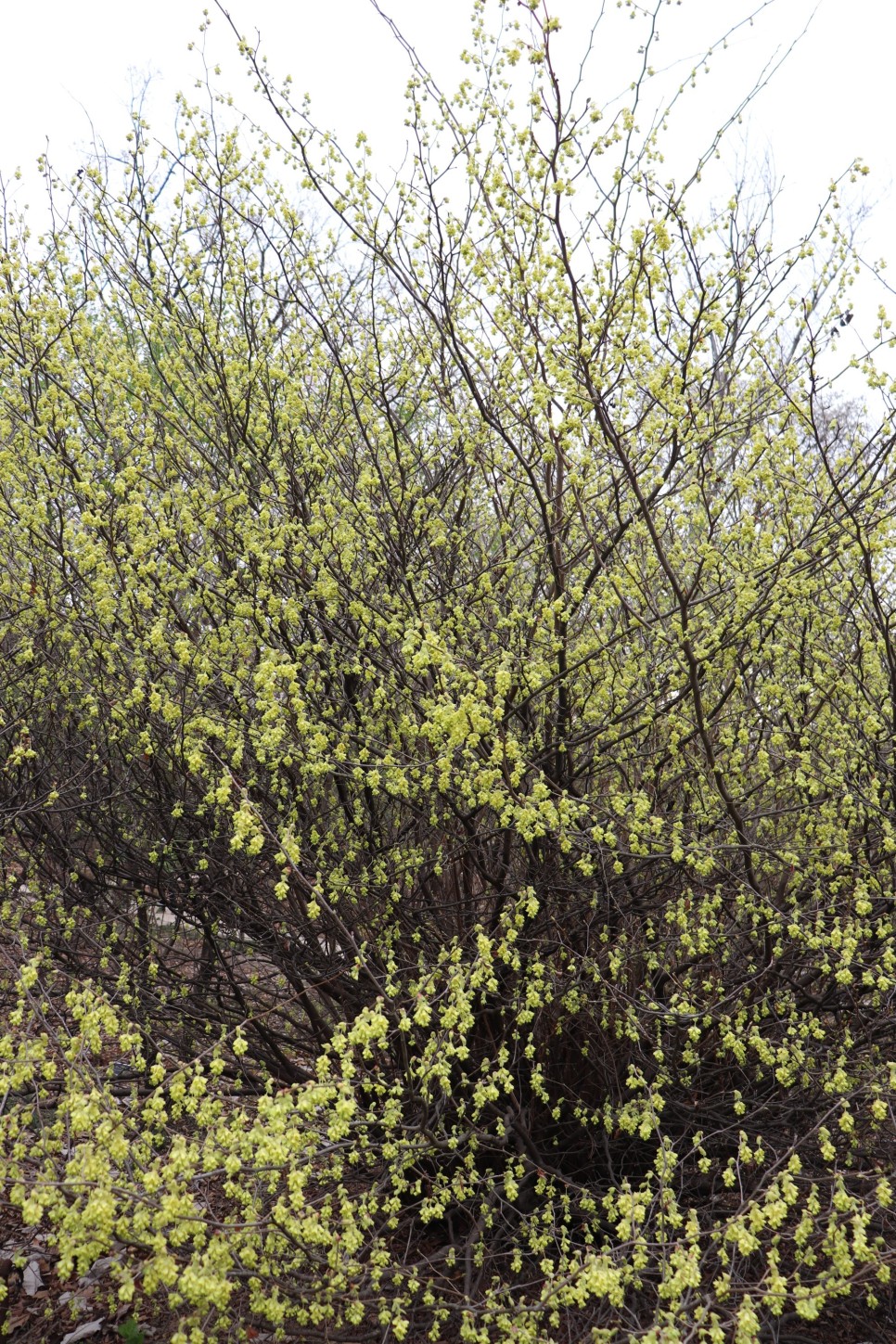 홍릉시험림(홍릉수목원) #페이지 토.일요일서울가볼만한곳 40