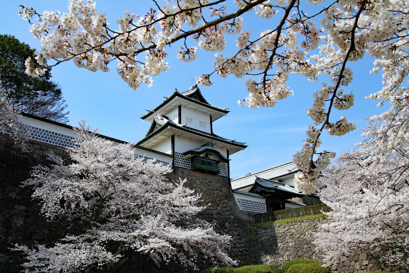일본-성-봄-벚꽃-풍경