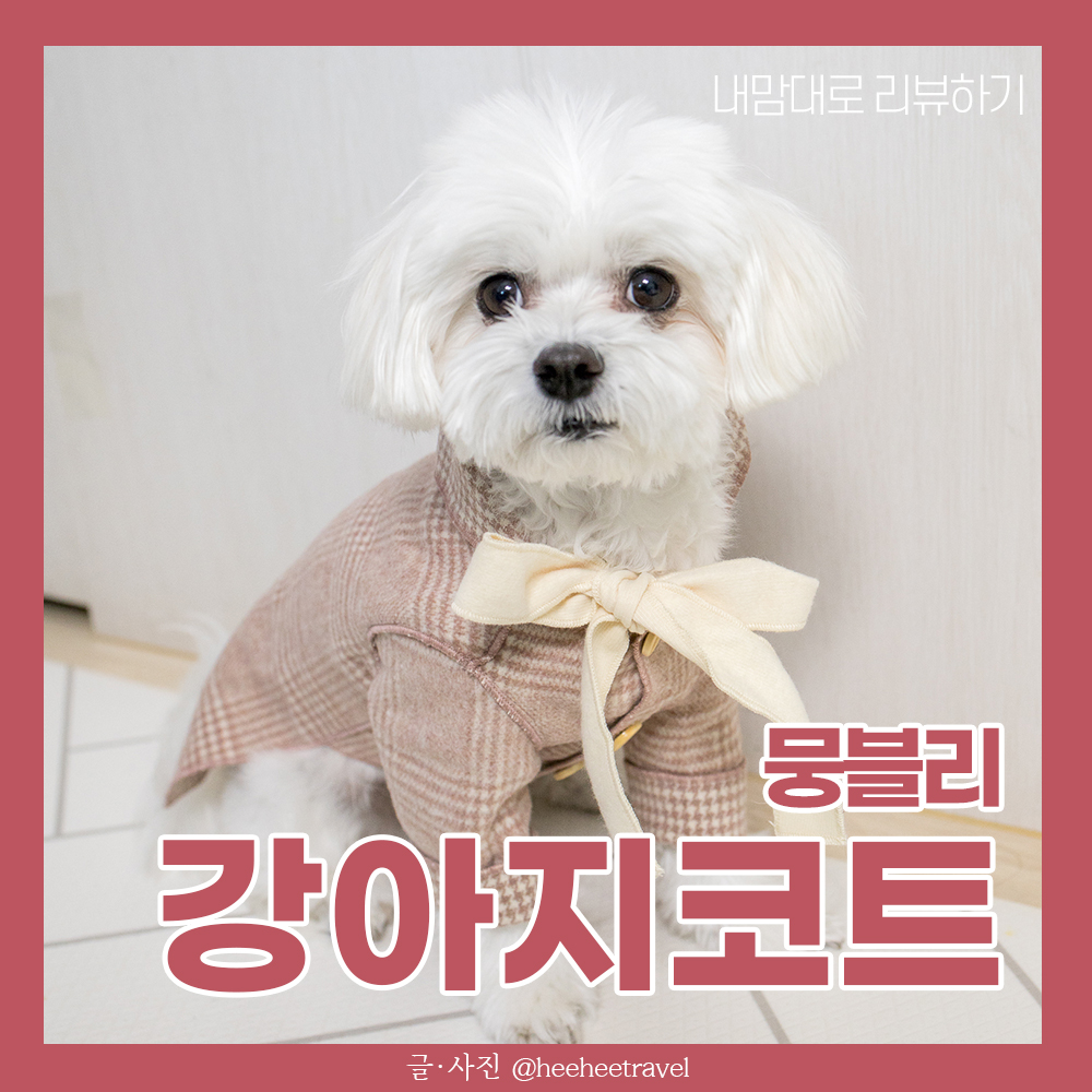  강아지의류 강아지코트 착장 후기~!