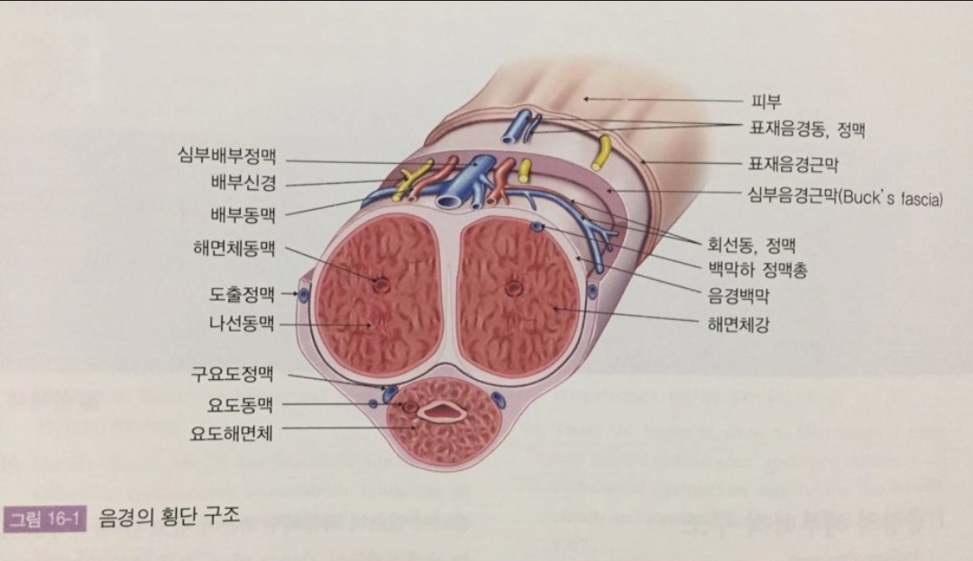 아랫도리 이미지
