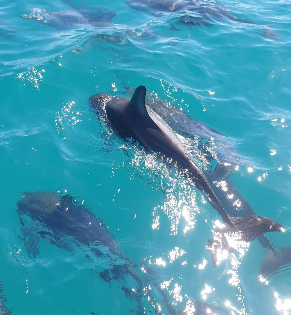 Encounter Kaikoura (Dolphin Encounter)