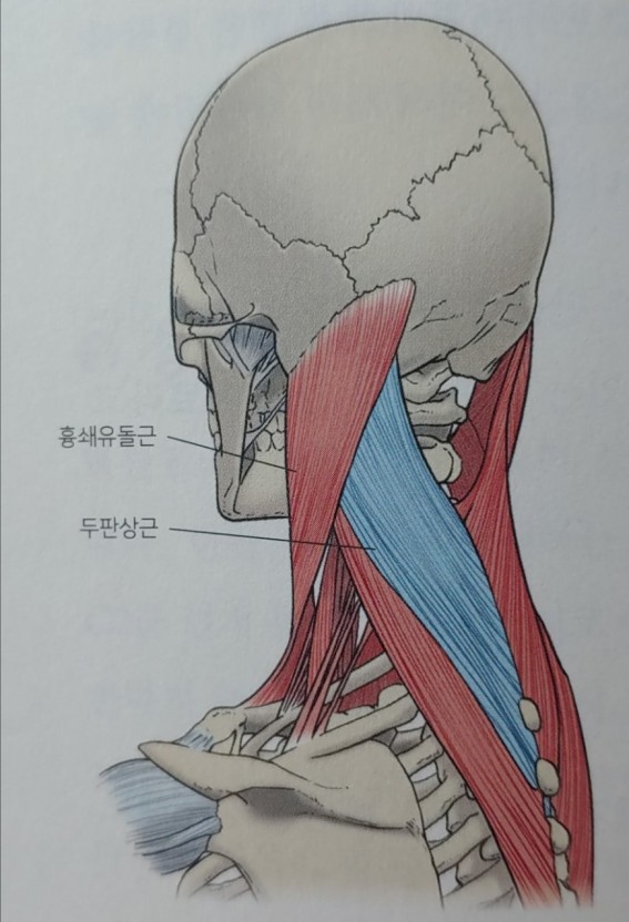 흉쇄유돌근