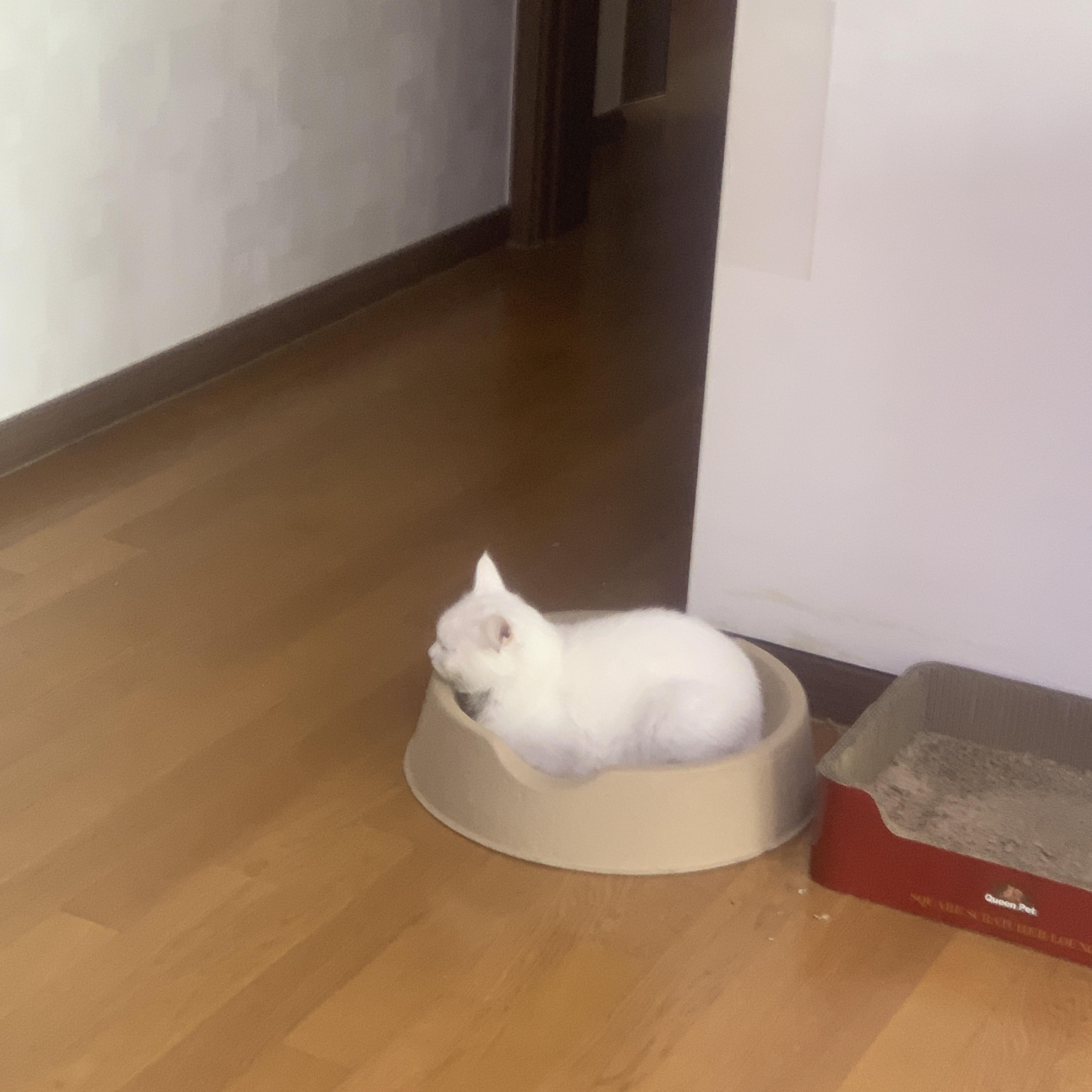  조랭이떡