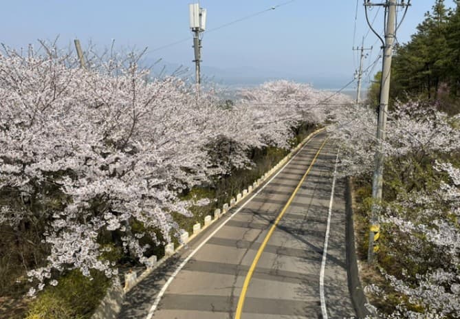 인천 벚꽃 명소인 장봉도 풍경