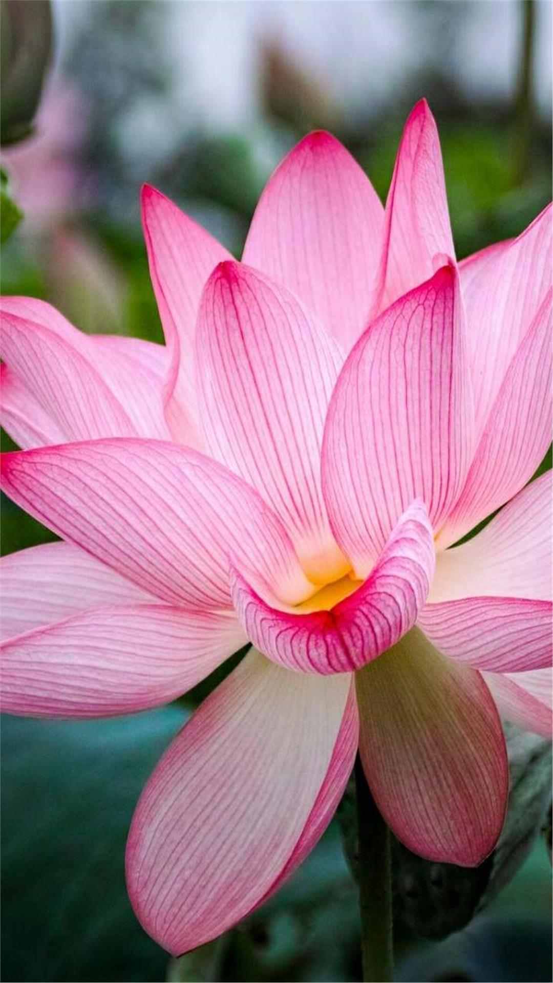 Lotus Flower iPhone Wallpaper