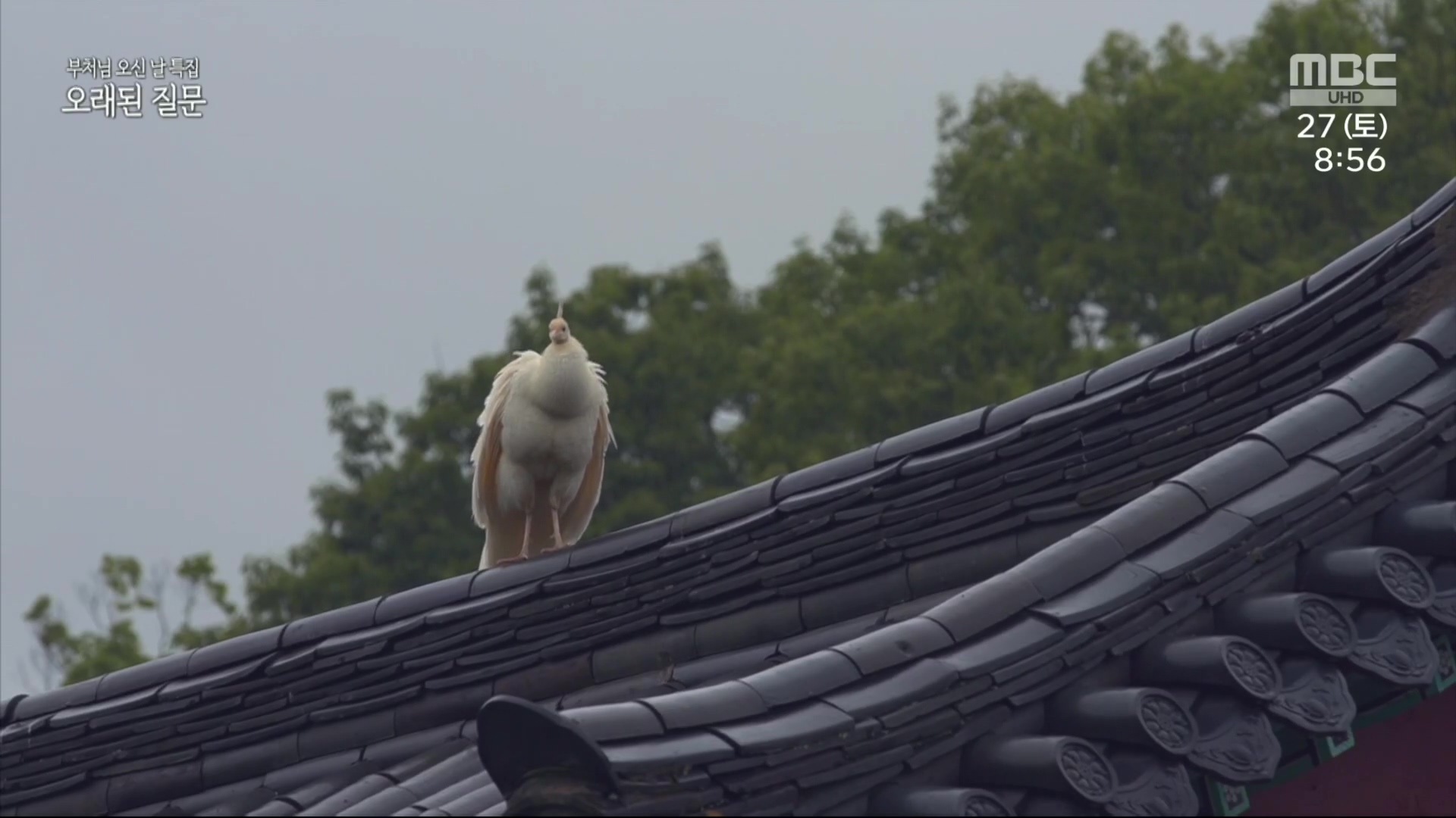 부처님 오신 날 특집 오래된 질문.230527p.H264-F1RST.mp4_20230527_171830.653.jpg