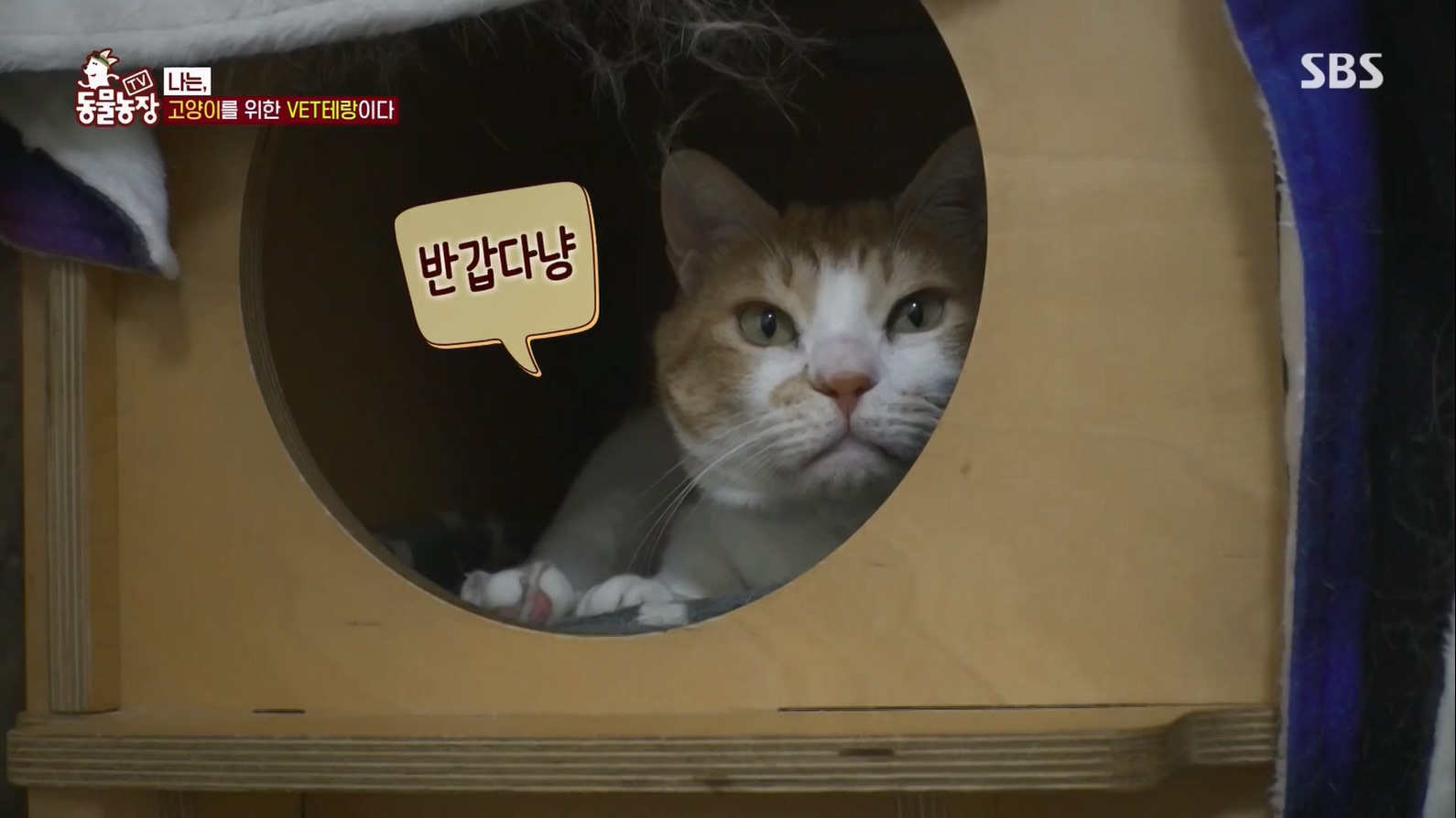 TV 동물농장.E1127.230702p.H264-F1RST.mp4_20230704_212717.508.jpg