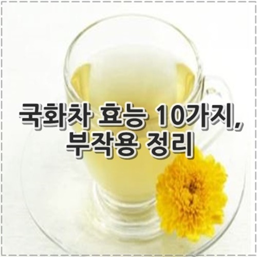 국화차 효능 10가지, 부작용 정리