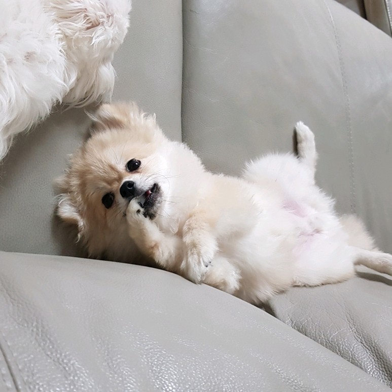 강아지 건강검진을 받았어요 대전동물병원 첫 방문 3