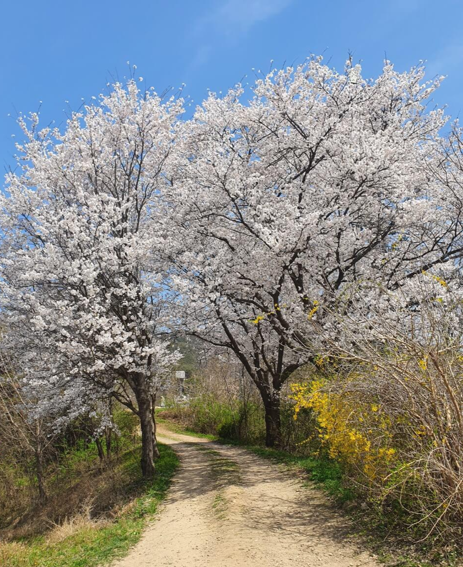 하회마을 벚꽃길 입구