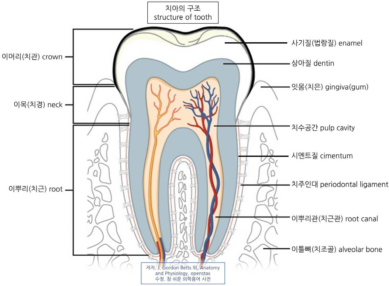 획득균막(acquired pellicle)이 잘 생기는 위치 : 사기질, 상아질, 이머리 표면을 보여주는 이미지