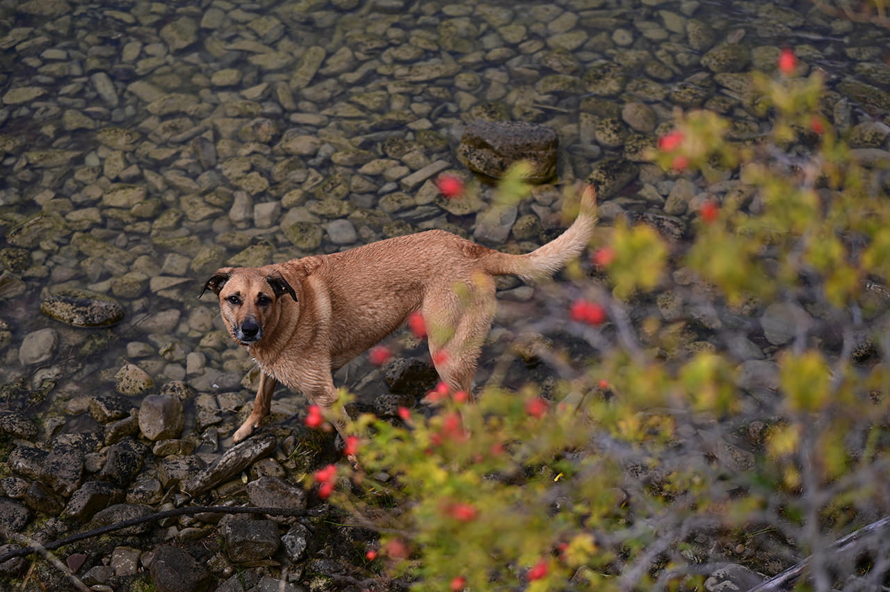 니콘 NIKKOR Z 70-180mm f/2.8 줌렌즈