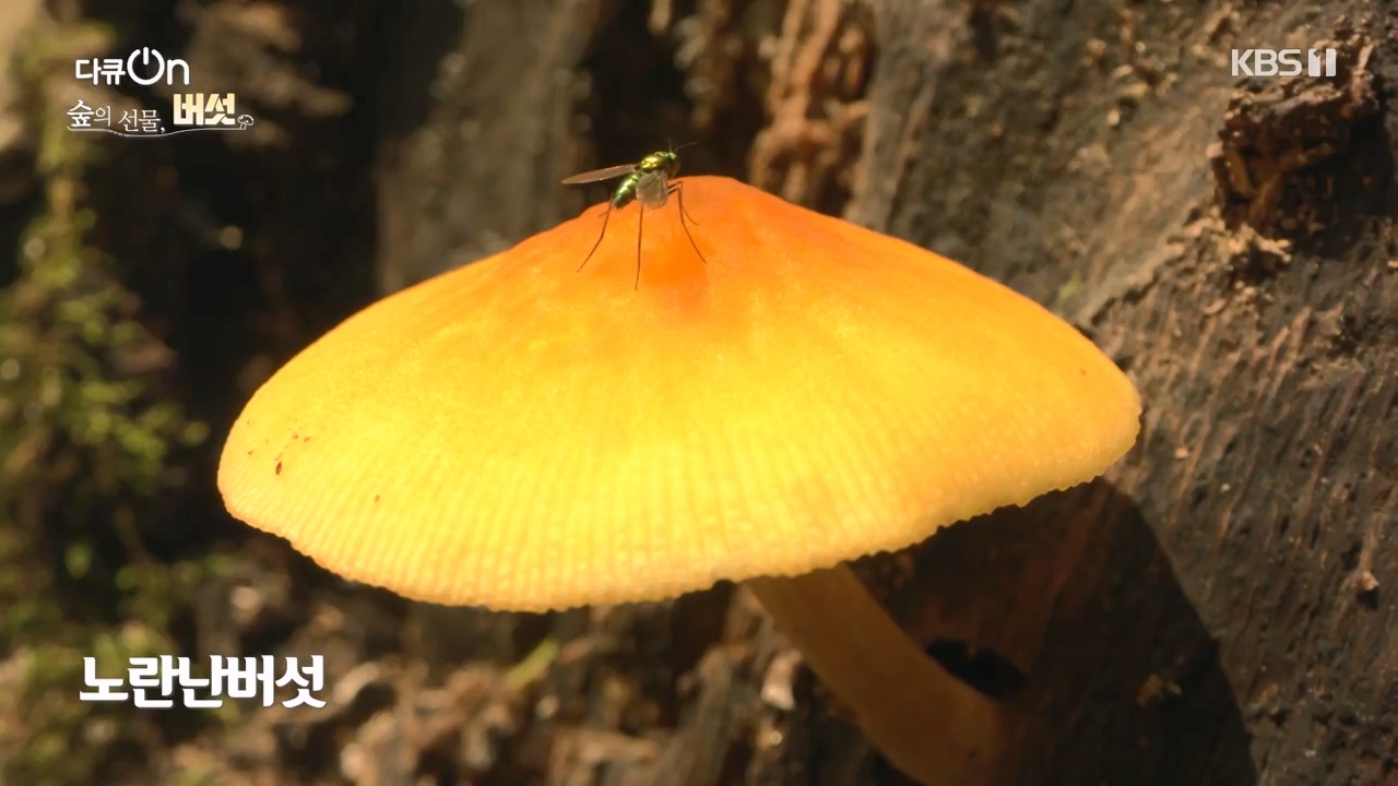 다큐 온.E227.231120p-NEXT.mp4_20231121_201950.259.jpg