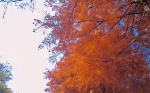 가을 단풍여행 추천 단풍 절정시기 