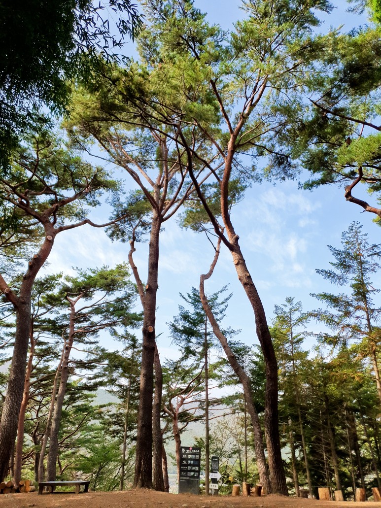 드라마 더킹 부산 여행 : ) 가을을 걷는 여행 ~ 기장 아홉산숲 3