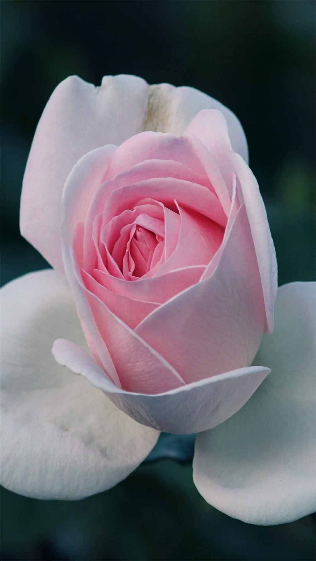 Rose Flower iPhone Wallpaper