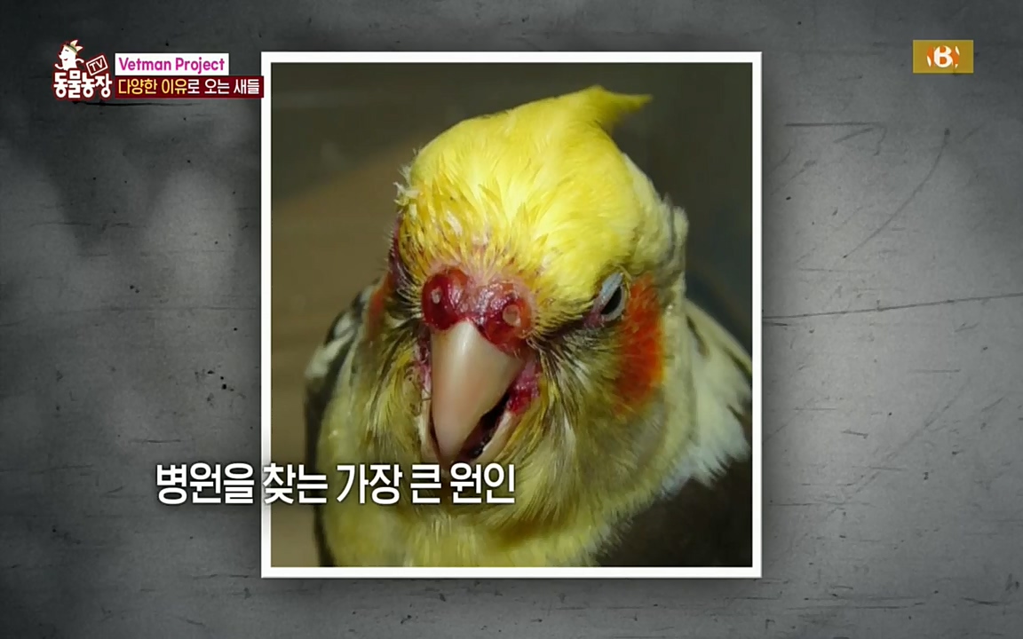 TV 동물농장.E1076.220704p.H264-F1RST.mp4_20220703_175601.449.jpg