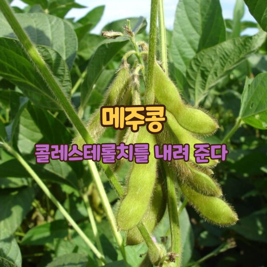 메주콩