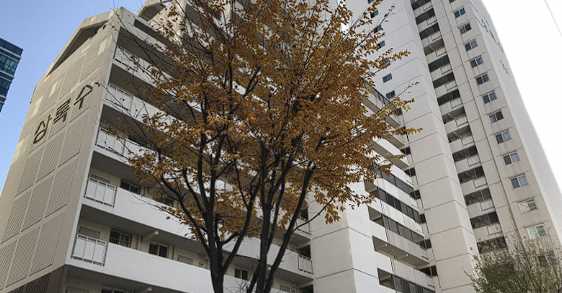 상록수 이미지