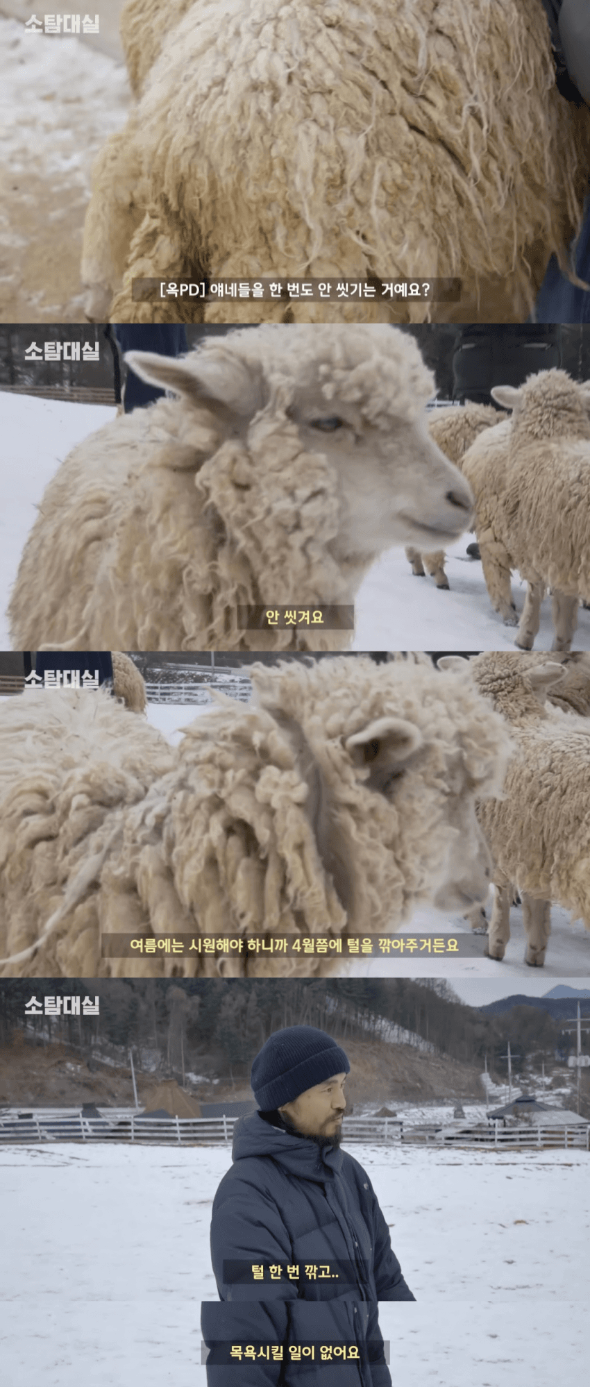 양떼 이미지