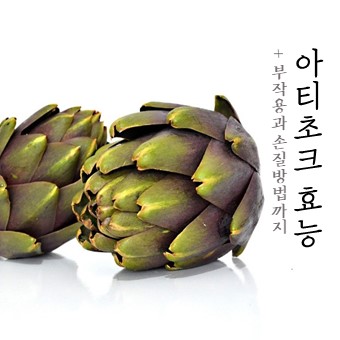  귀족채소 아티초크 효능 및 부작용은? (+ 손질법)