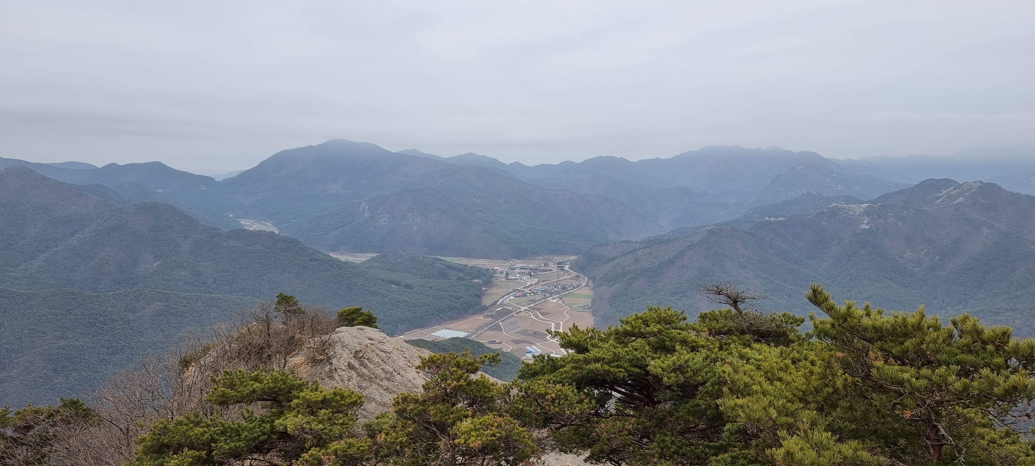 변산바람꽃 29
