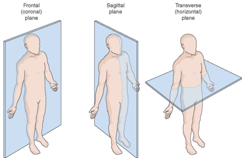 해부학적자세(Anatomical position)의 관상면&#44; 시상면&#44; 수평면