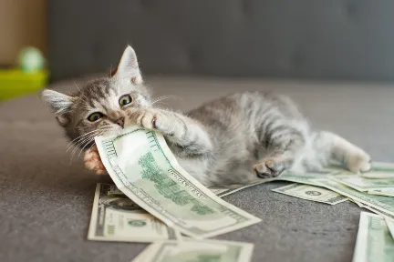 돈을 물고 있는 고양이