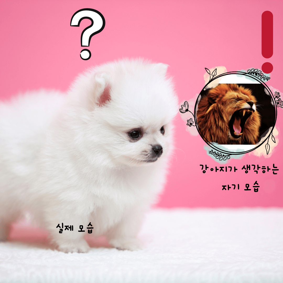  강아지가 다리 들고 쉬를 싸는 귀여운 이유