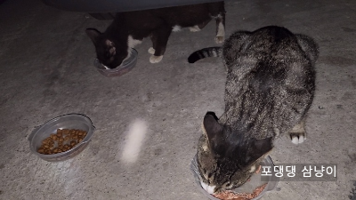 밥-먹는-두-마리-고양이.