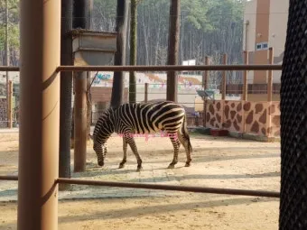부산동물원 대형동물원 24개월 미만 무료 연중무휴 완벽 이용 가이드_12