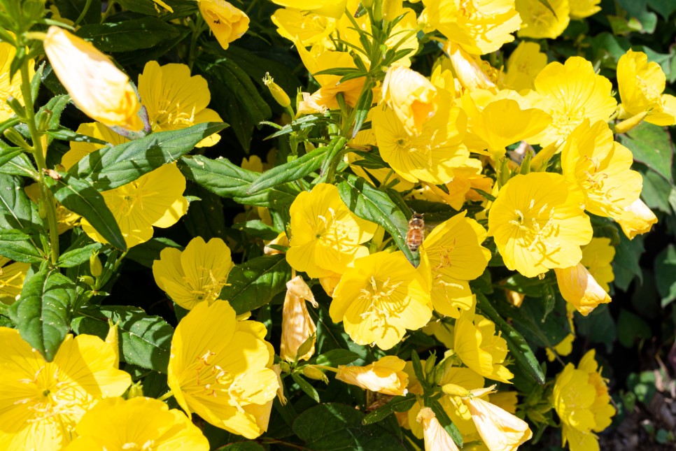 꽃사진 여름의 시골 6