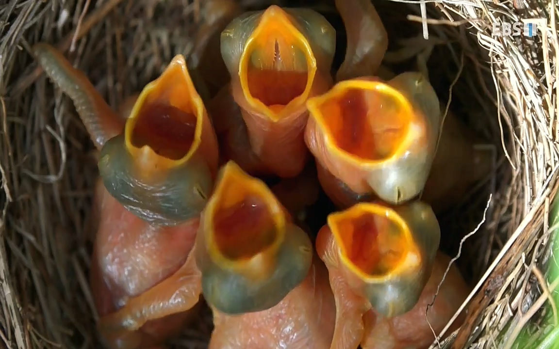 생존 3부_ EBS 다큐프라임_ 220629.avi_20220701_210627.884.jpg