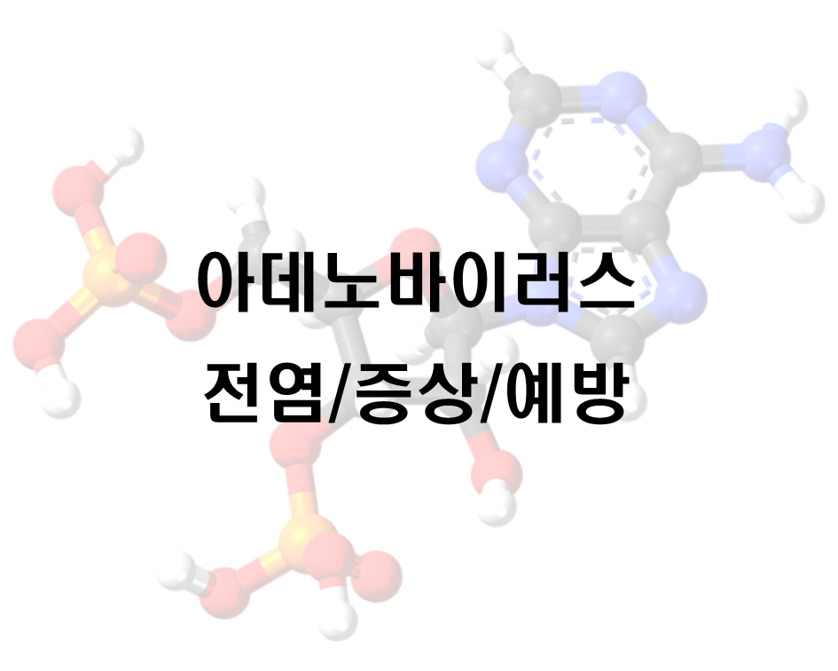  아데노바이러스(Adenovirus) 전염/증상/예방