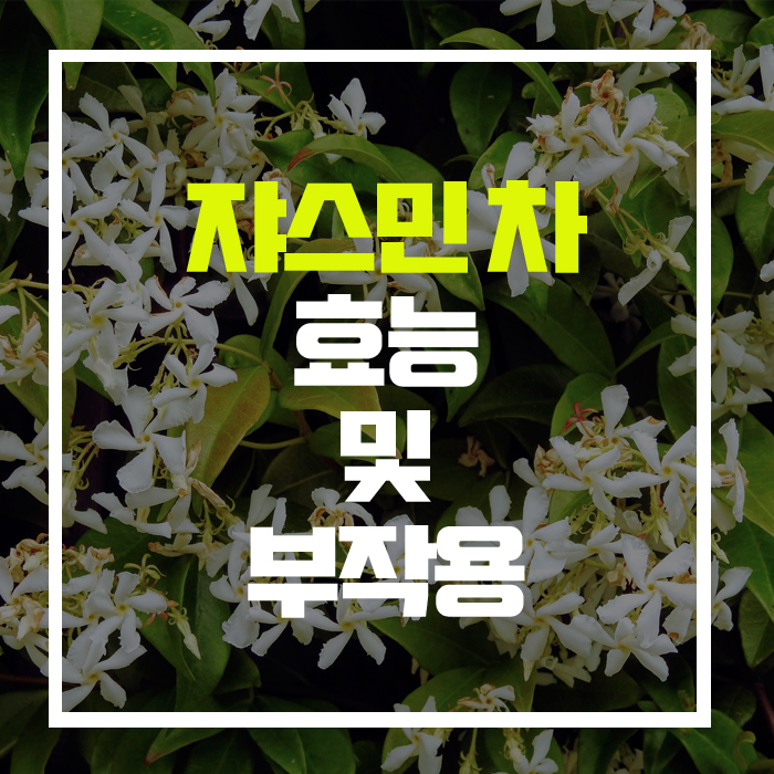  다이어트와 피부미용에 끝판왕! '쟈스민' 차의 효능 및 부작용