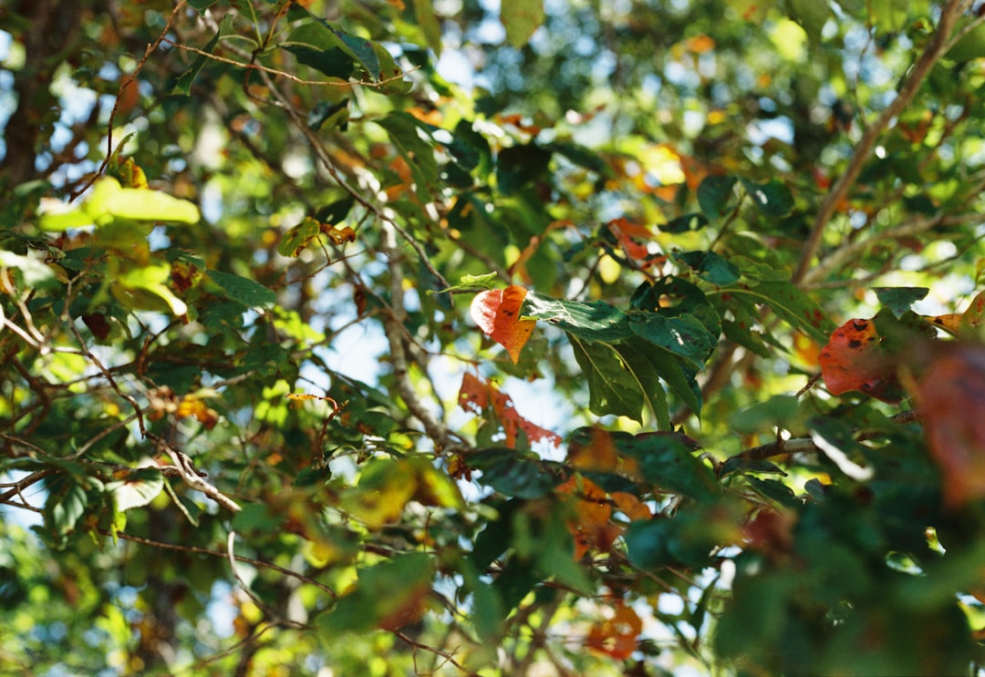 Maple sap