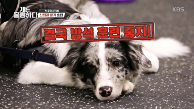  개는 훌륭하다 코비견주 강형욱 논란